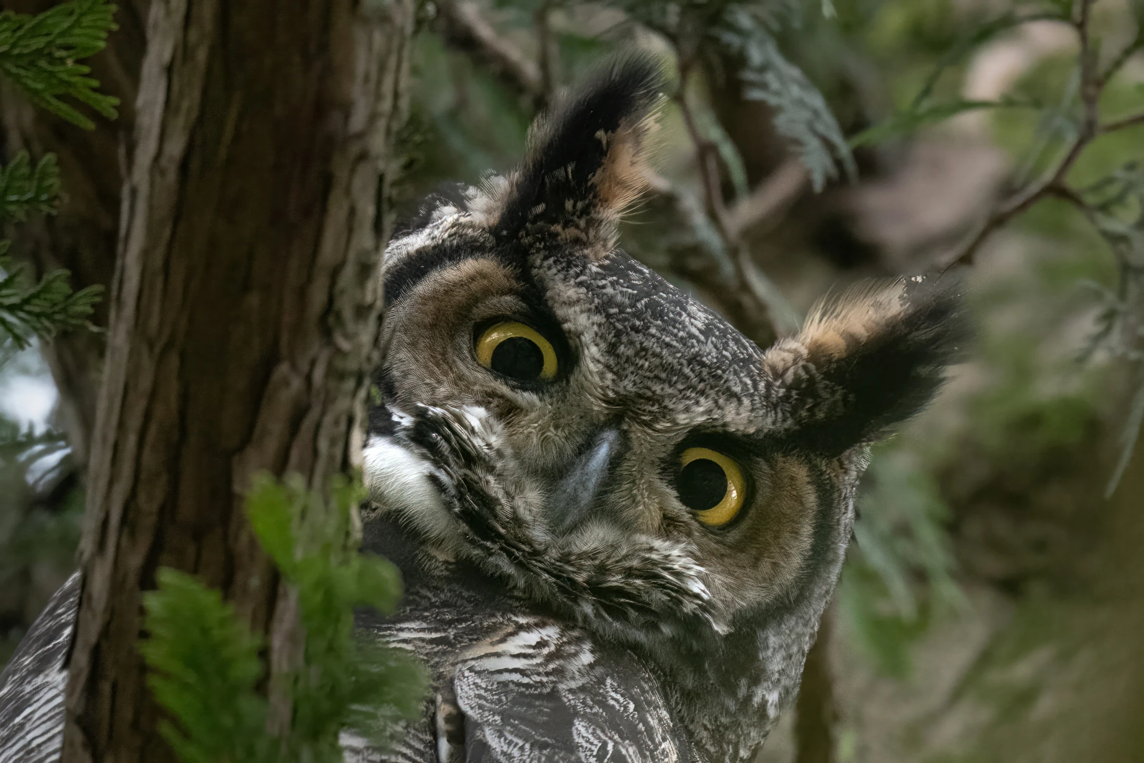 an owl is standing in the tree looking up