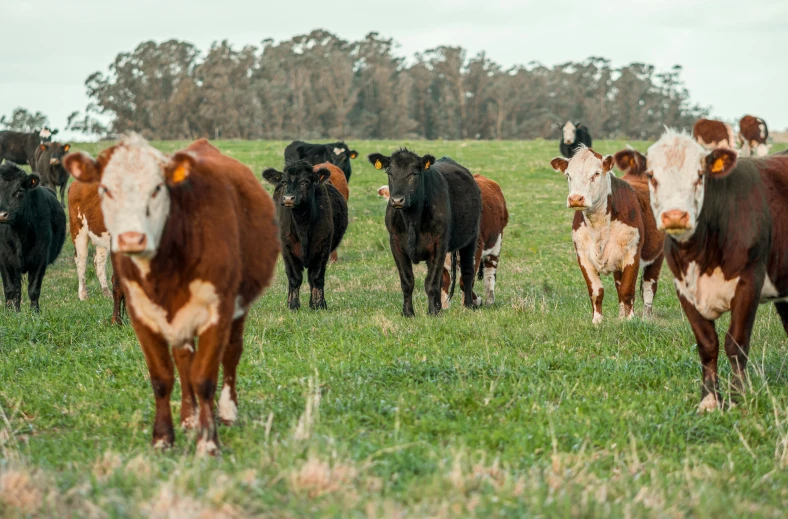 a group of cows are standing in the grass