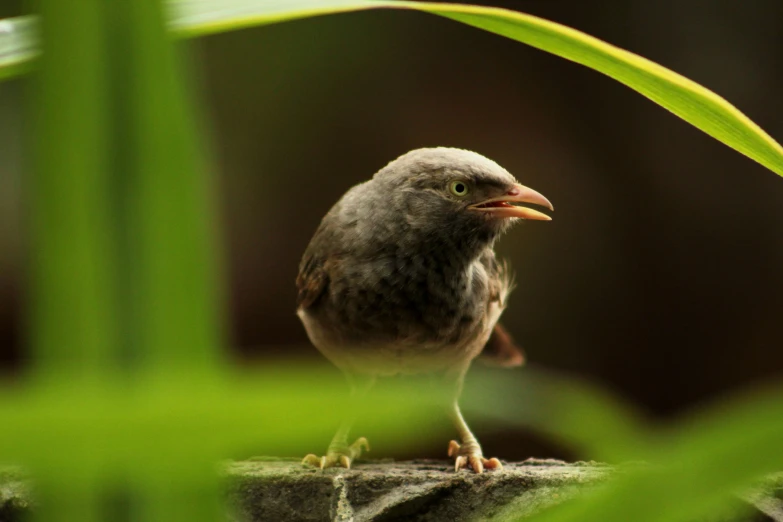 this bird stands on a ledge next to a plant