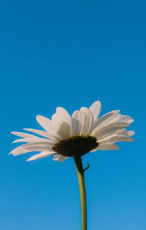 a single white daisy in front of a blue sky