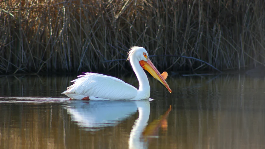 a large white pelican with a long bill is sitting on the water