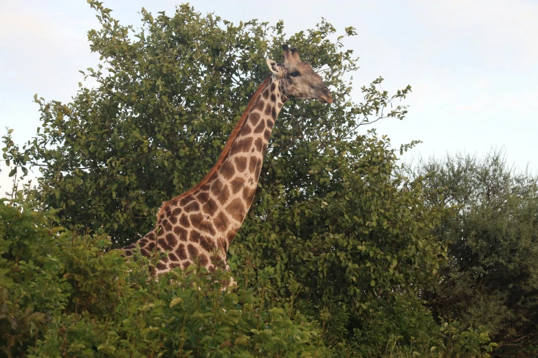 a giraffe is walking in the tall trees