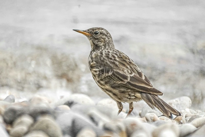 a bird is standing on a pile of rocks