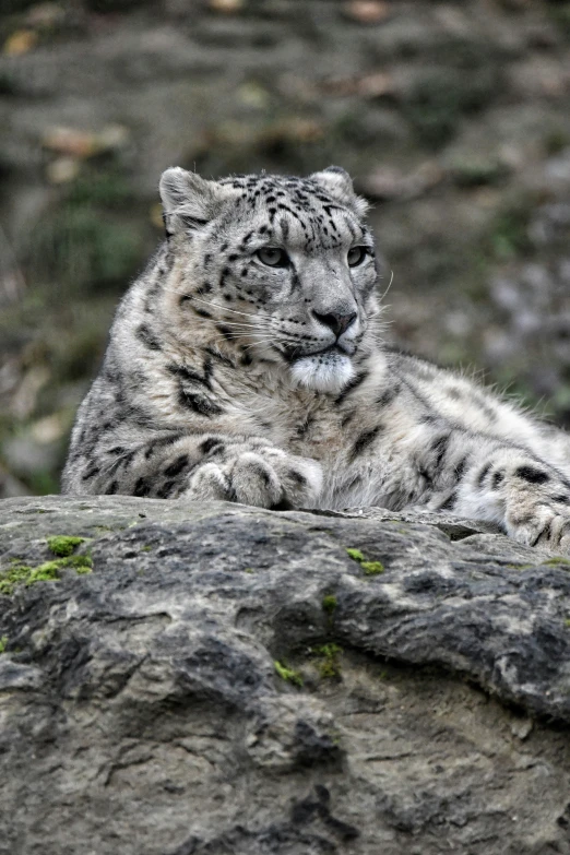 a snow leopard resting on the rock ledge