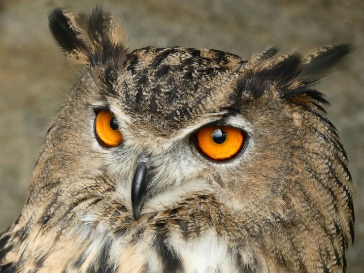 an owl with orange eyes and black skin