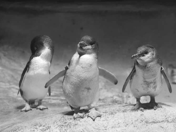 three penguins stand in a black and white po