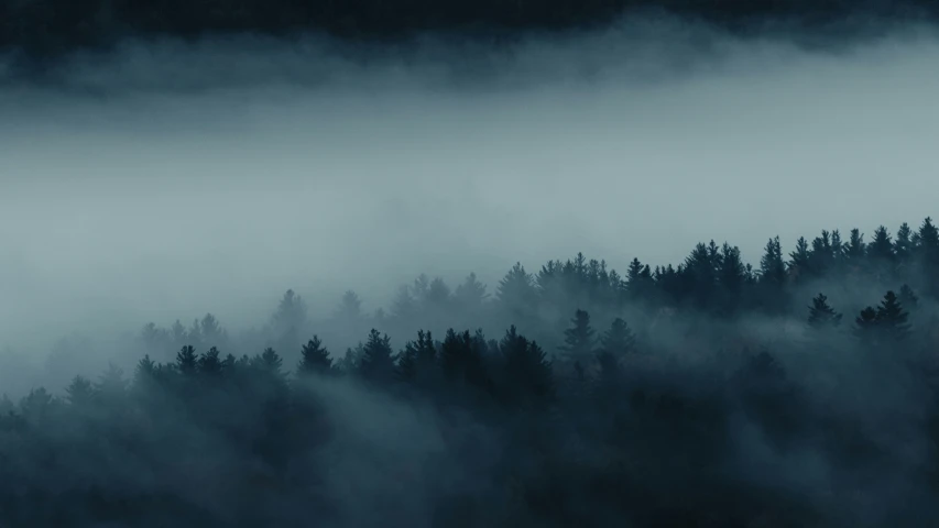 the dark and foggy trees are on the hillside