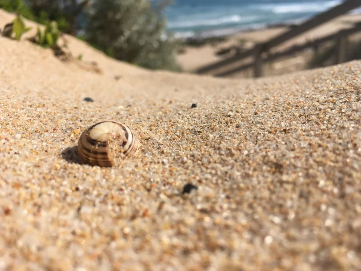 the shell is on the sand by the ocean