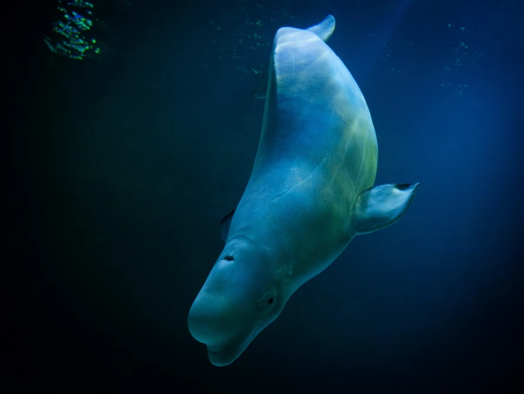 a large whale is underwater with water all around