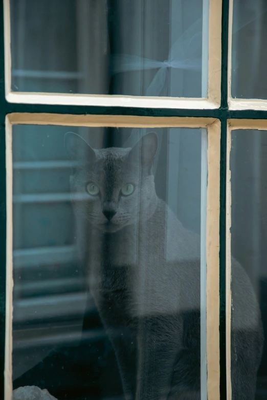 cat staring out of a glass window at the viewer