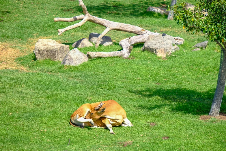 a dog curled up on the grass in a park with rocks and trees
