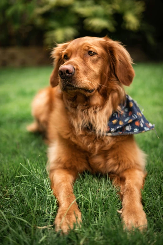 the dog is wearing a bandana while laying in the grass