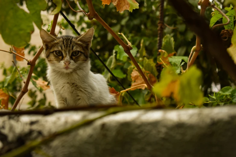 a cat is looking out from behind the tree