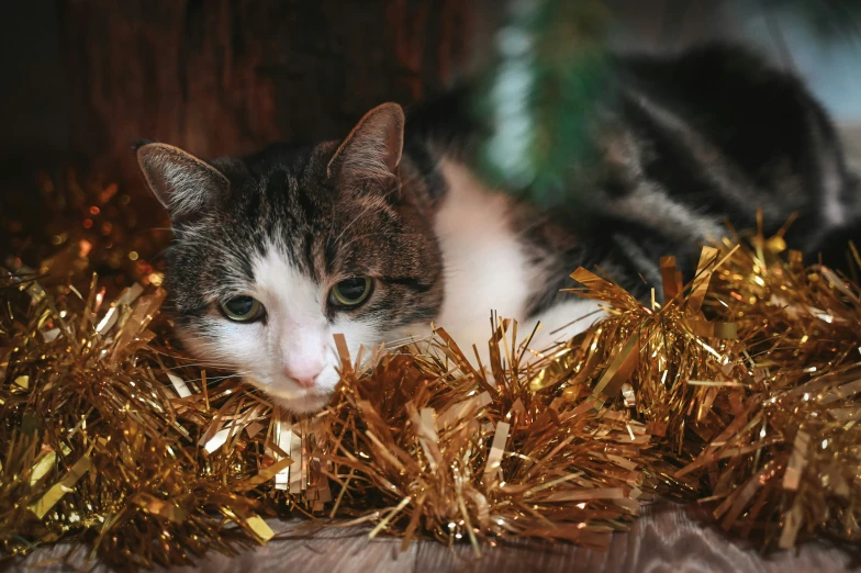 a cat laying on a bed of tinsel