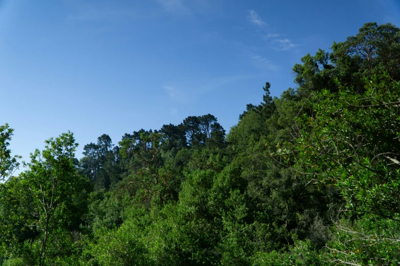 a bunch of trees that are standing in the dirt