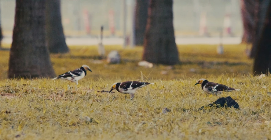 birds eating from ground in large grassy field