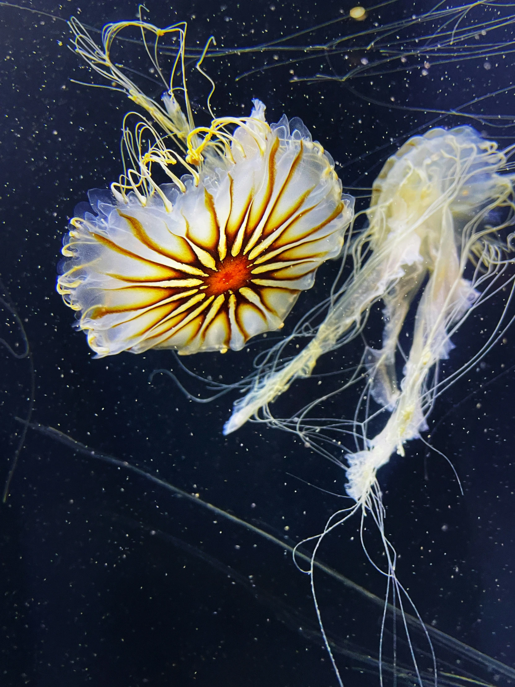 two jelly like animals floating in the water
