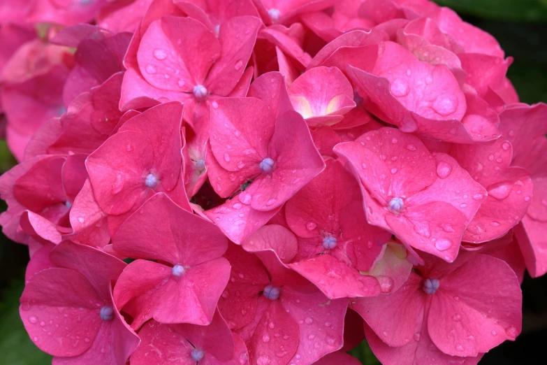 a bright pink hydrangea blooming in the middle of a garden