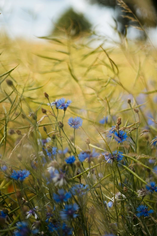 blue flowers are growing in the green grass