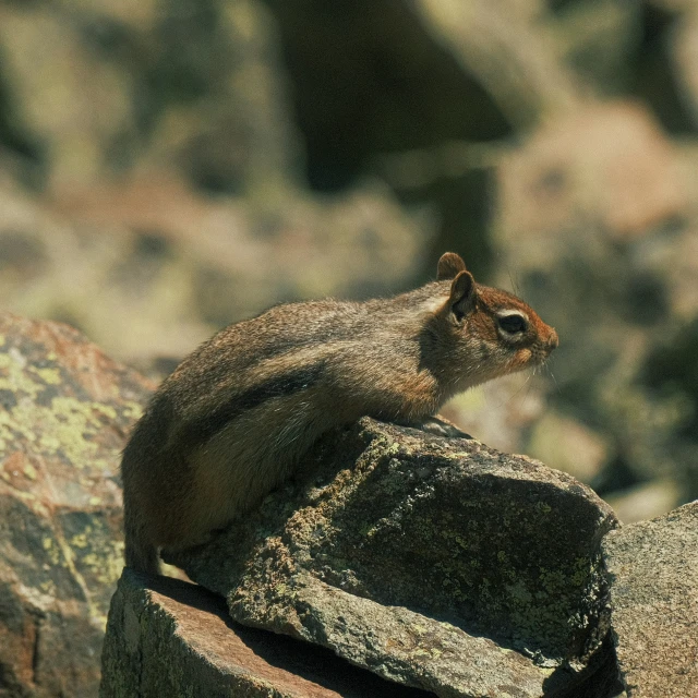 an animal sits on some rocks looking off into the distance