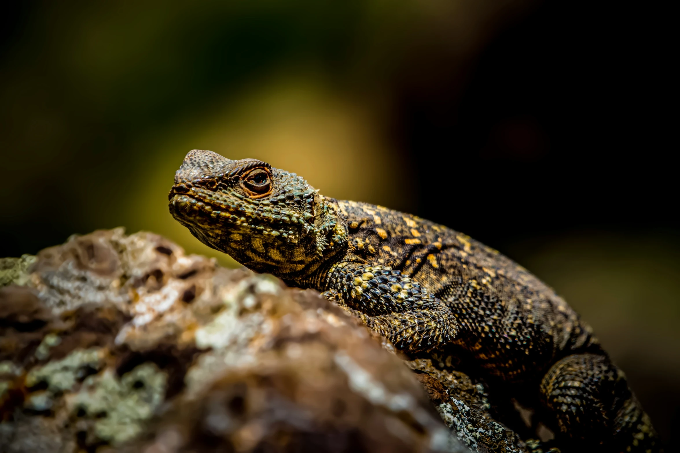 a lizard on top of a rock in a field