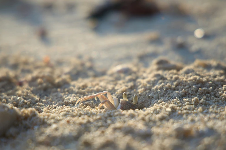 an orange and white bird standing on top of sand