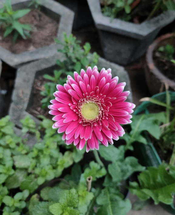 a large pink flower in a garden next to potted plants