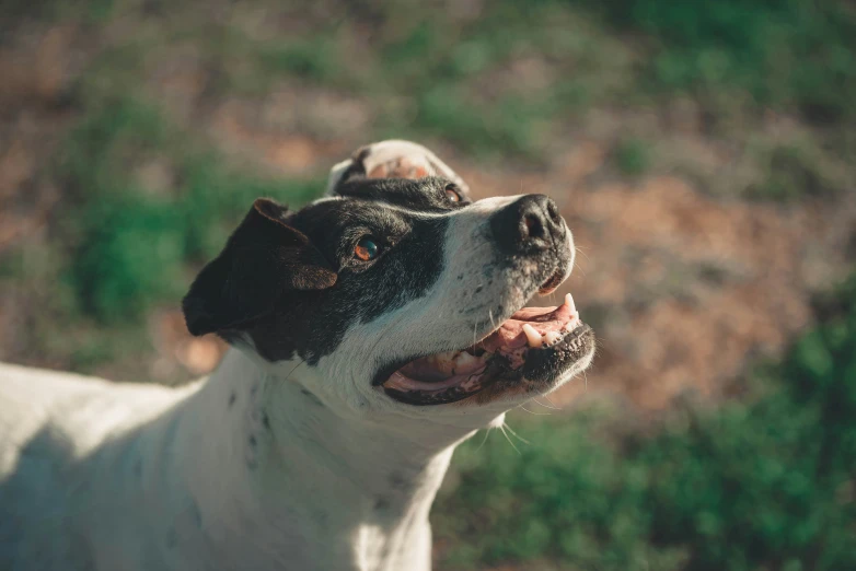 a close up of a dog's face with grass in the background