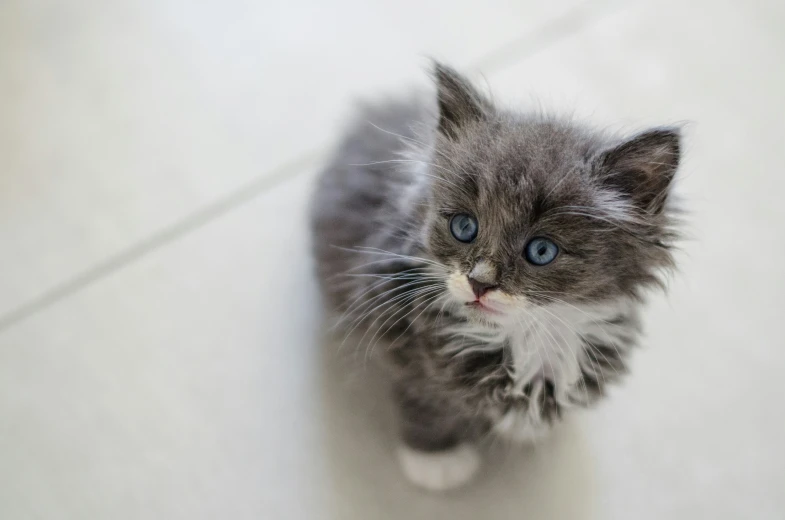 a little gray and white cat sitting on top of a white tile floor