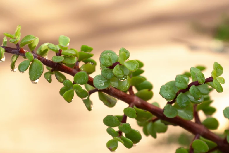 some green leaves are on a tree