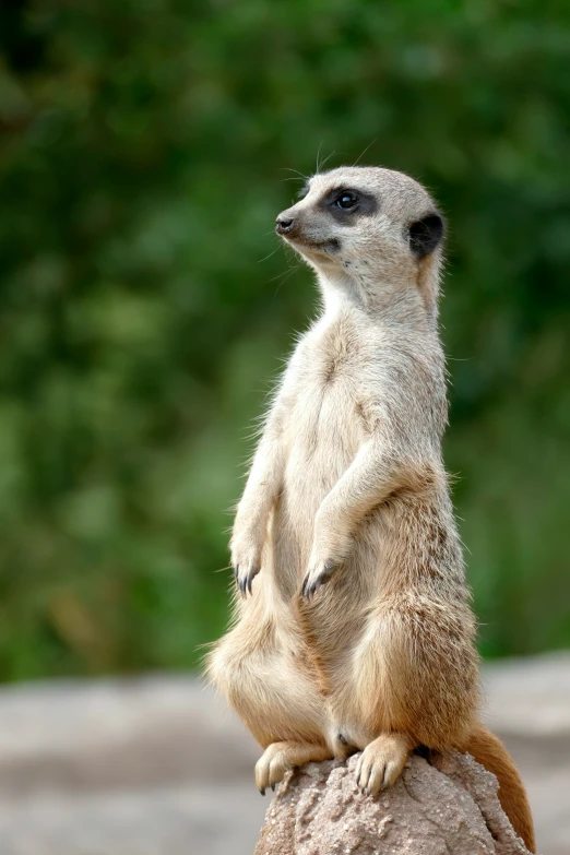 a little meerkat sitting on a rock