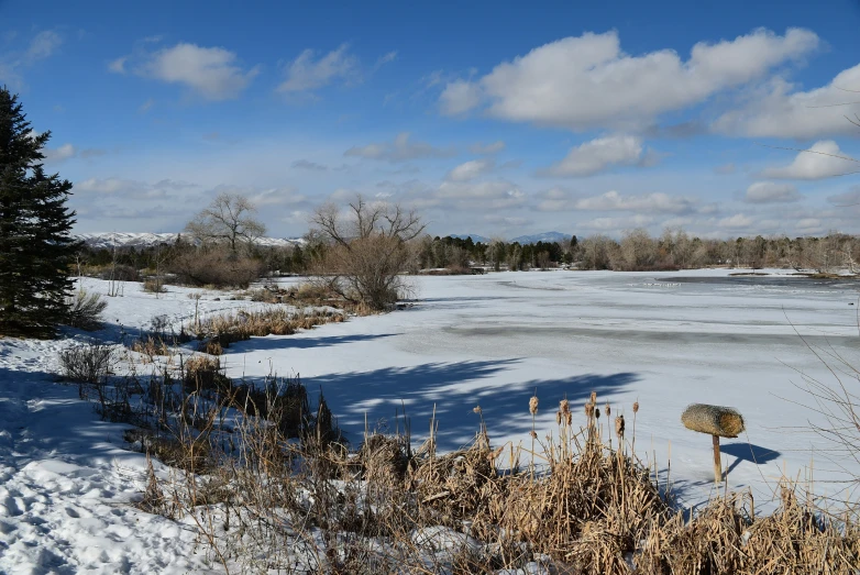 a snowy field with lots of trees and snow covered ground