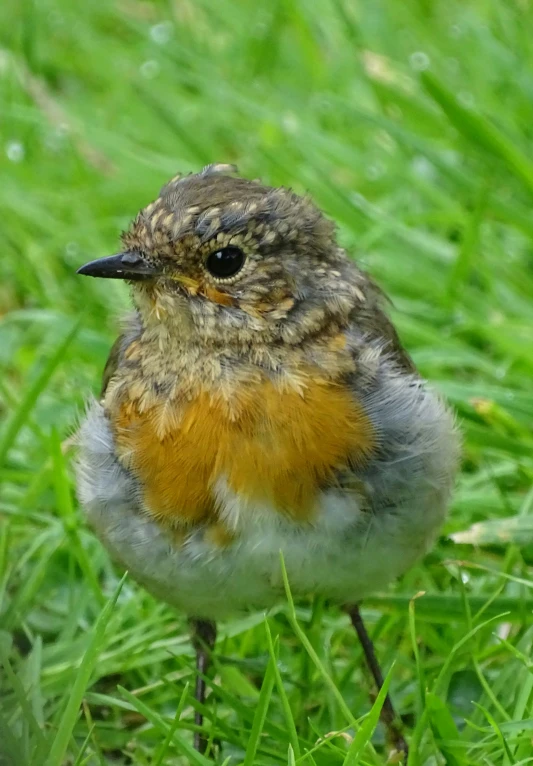 an image of a small bird in the grass