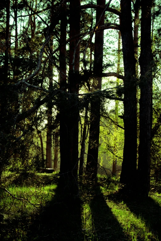 sunlight coming in through a pine forest