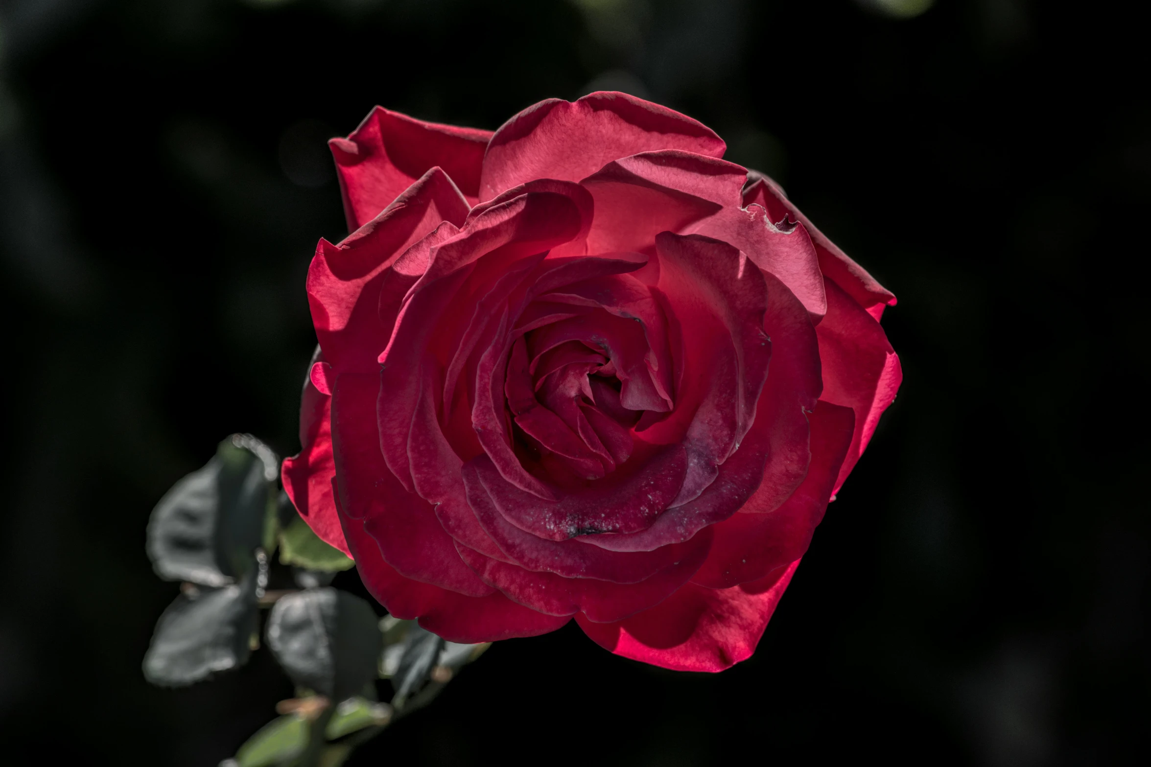 the large, red rose is blooming from its stem