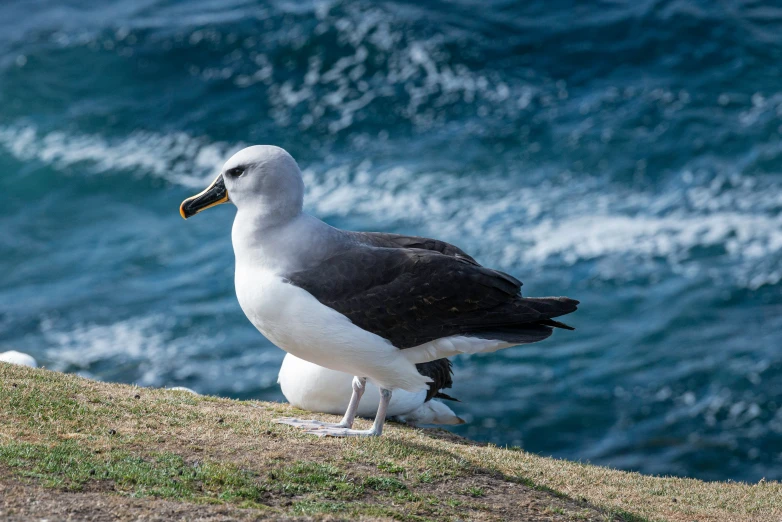 a black and white bird perched on the edge of a cliff