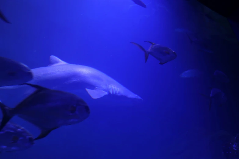 group of fish swimming around a aquarium with blue water