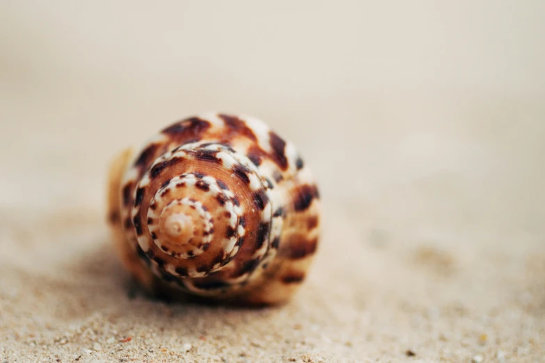 the small brown and white shell is on the sand