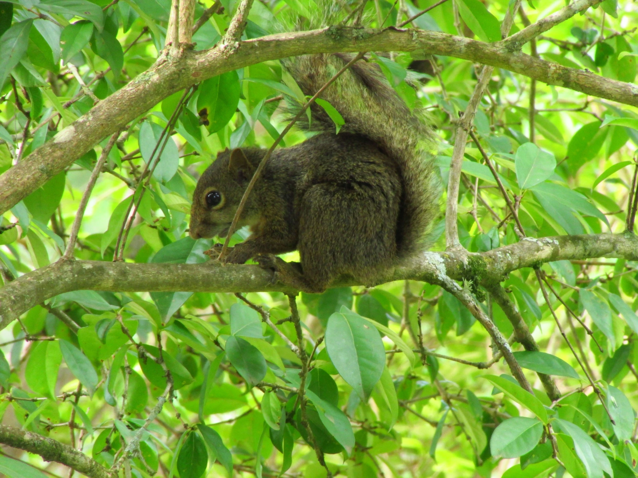 a small squirrel is on the tree nch