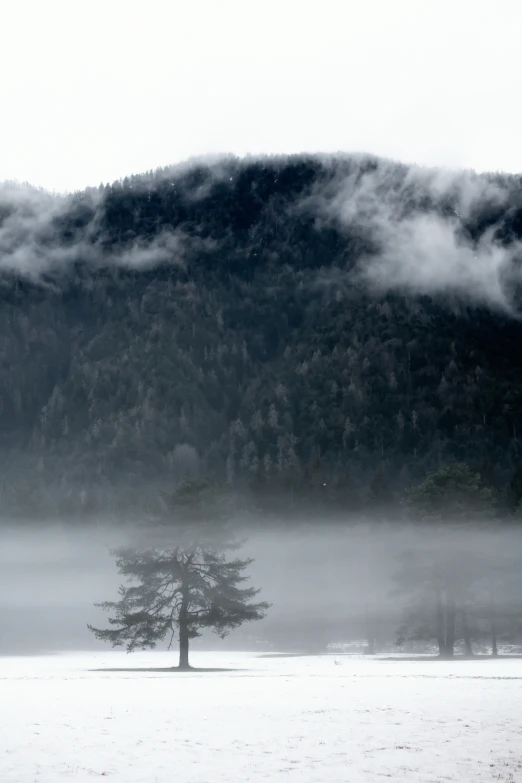 a lone tree stands in the snow on a hill