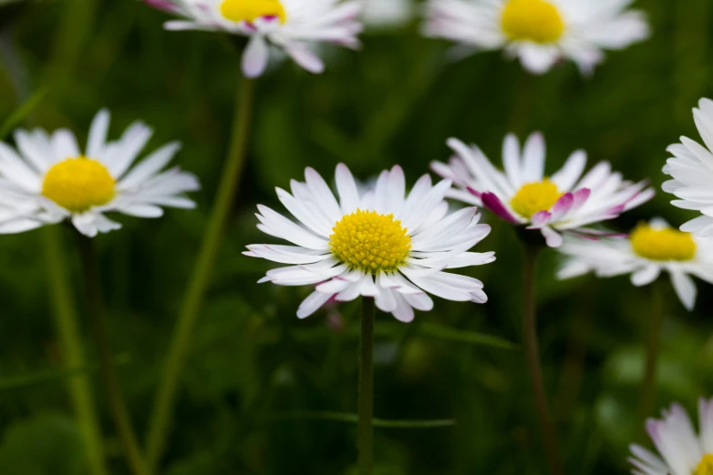 a close up of several flowers on some grass