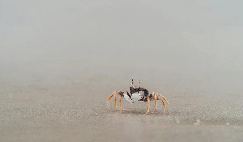 a small crab with two legs is walking on the beach