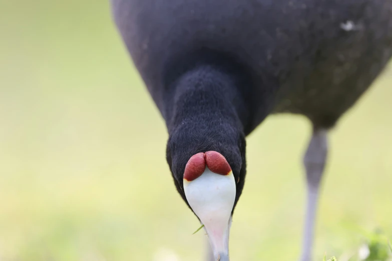 the tail and foot of a bird standing in grass