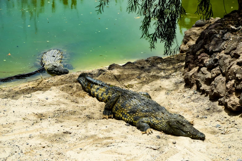 an iguana rests in the sun by a pond