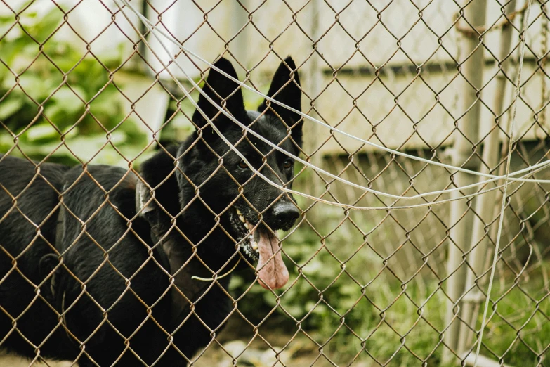 a black dog hanging its head through a fence