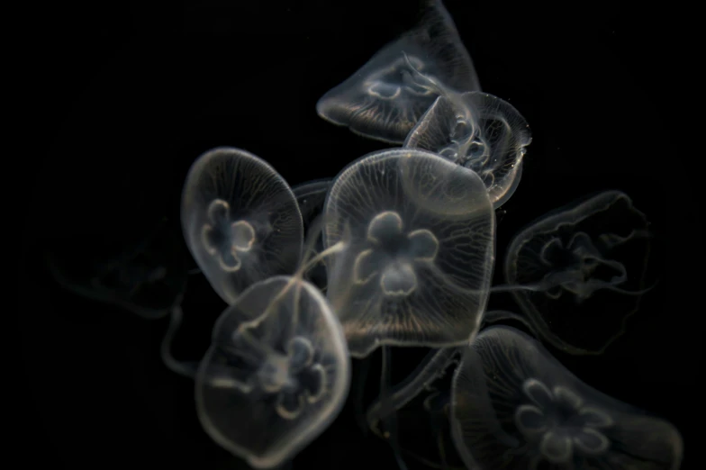 an underwater scene shows clear jellyfish floating