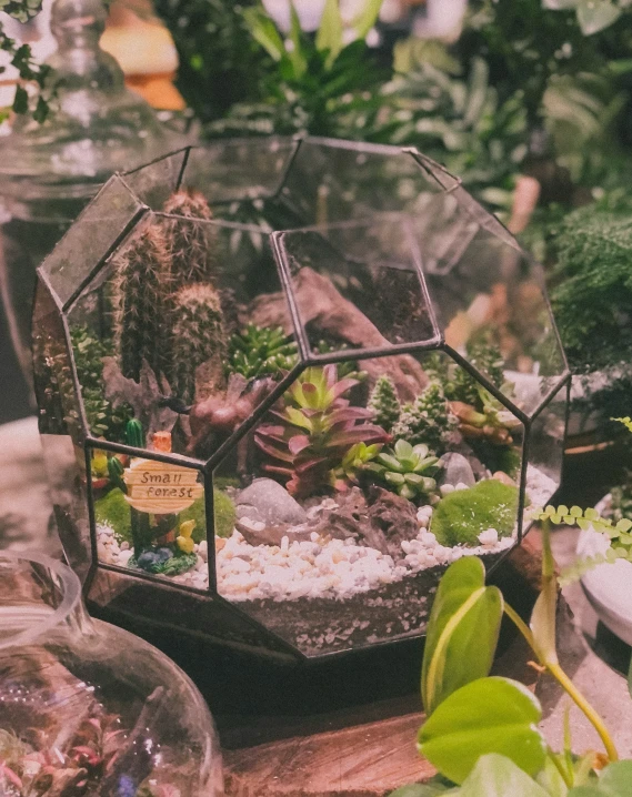 the succulents and plants in an open terrarium on a table