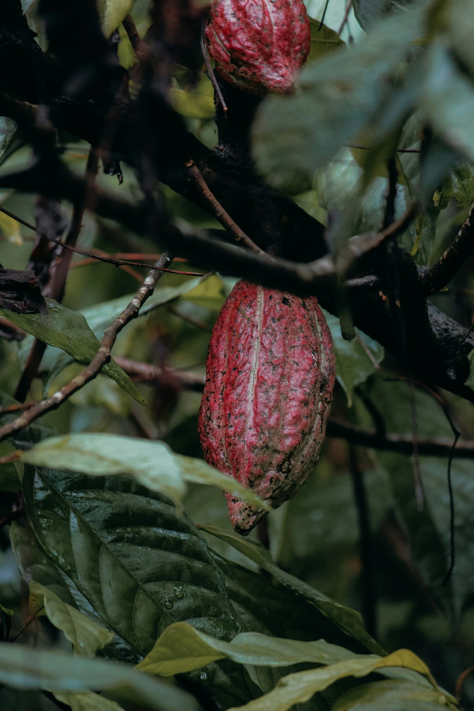 an cocoa pod with leafy green leaves in the background