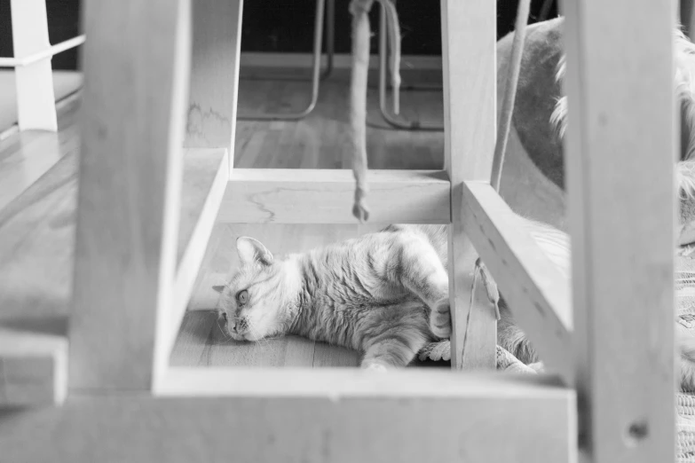 a cat laying under a chair and watching soing else