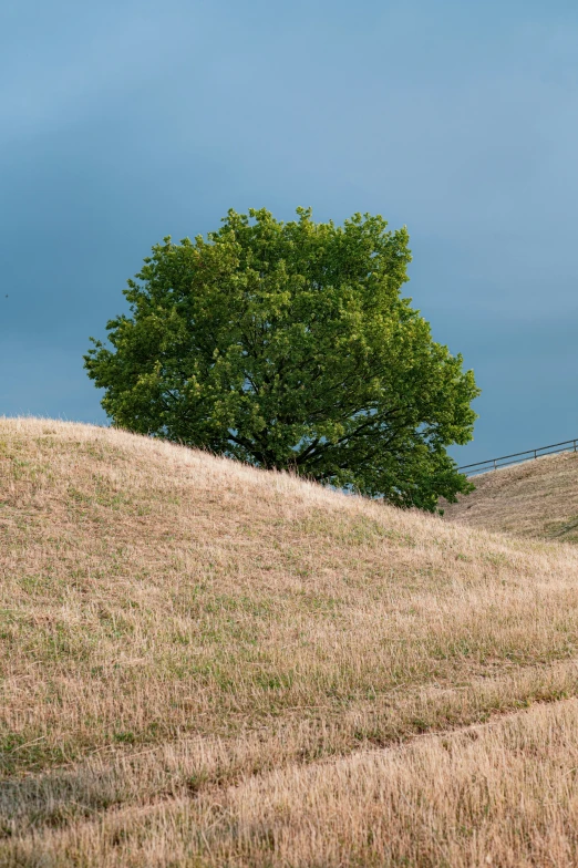 a lone tree sitting at the base of a hill